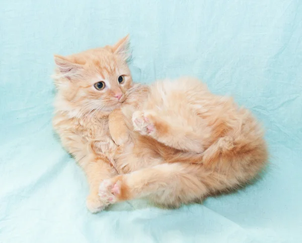 Red fluffy kitten fell on his back — Stock Photo, Image