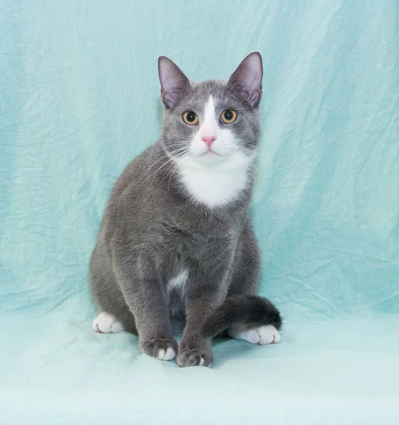 Silber-blaue Katze mit weißer Schnauze und orangen Augen sitzend — Stockfoto