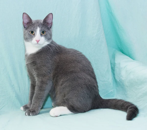 Gatto blu argento con museruola bianca e occhi arancioni seduti — Foto Stock