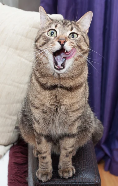 Tabby gato con verde ojos lamido sentado en el sofá — Foto de Stock