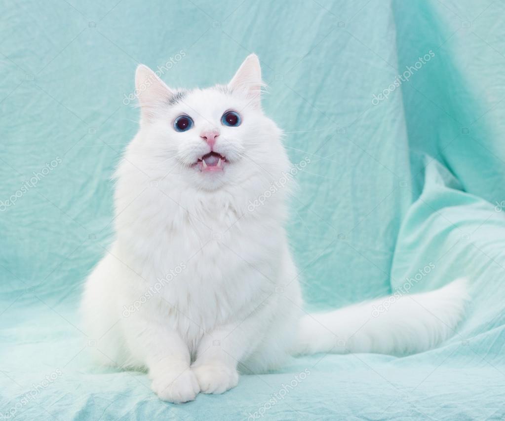 White Cat With Blue Eyes Meowing Sitting Stock Photo Image By C Darzyhanna White Cat With Blue Eyes Meowing Sitting Stock Photo Image By C Darzyhanna