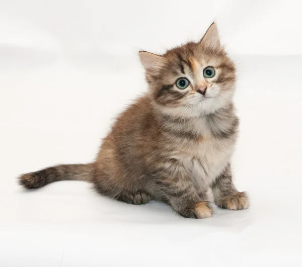 Tricolor fluffy kitten sits with frightened look — Stock Photo, Image