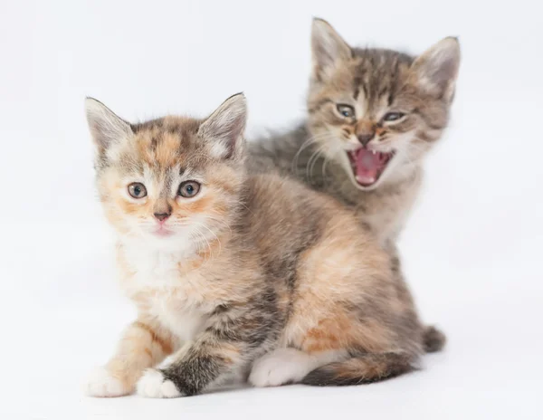 Табби-котенок пугает трехцветного котенка — стоковое фото