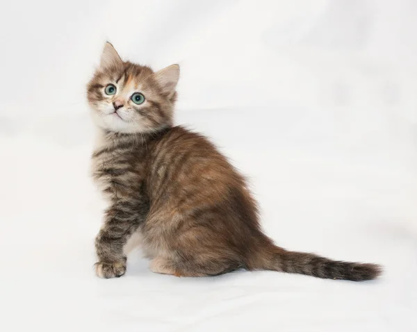 Трехцветный пушистый котенок смотрит вверх сидя — стоковое фото