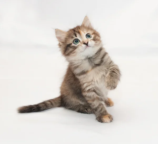 Триколор пушистый котенок играет, поднимая переднюю ногу — стоковое фото