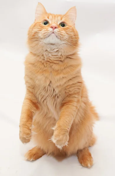 Fluffy red cat standing on hind legs — Stock Photo, Image
