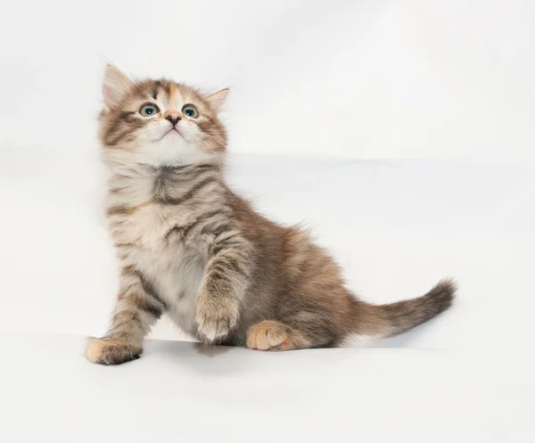 Tricolor kitten sitting looking up — Stock Photo, Image