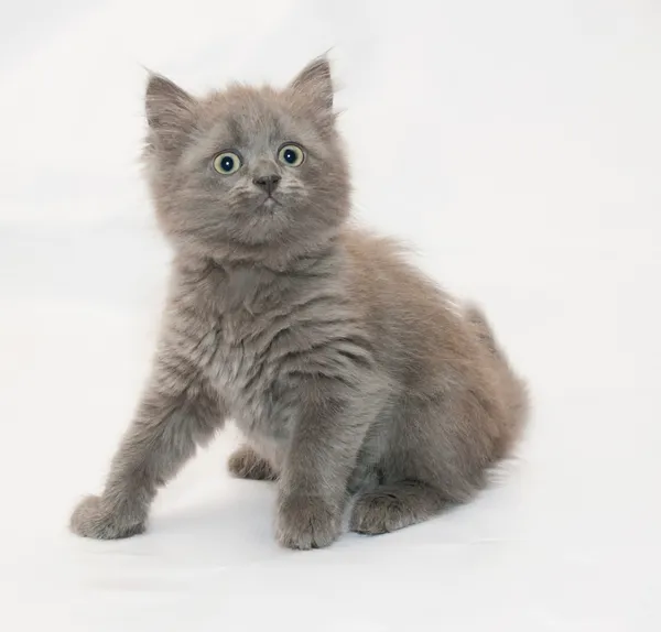 Gray fluffy kitten sits anxiously looks — Stock Photo, Image