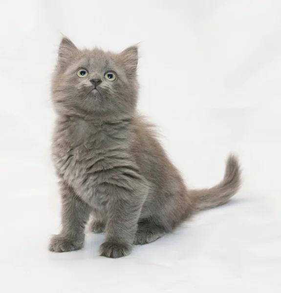 Graues, flauschiges Kätzchen sitzt und schaut nach oben — Stockfoto