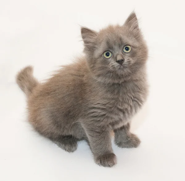 Gray fluffy kitten sitting looking up — Stock Photo, Image