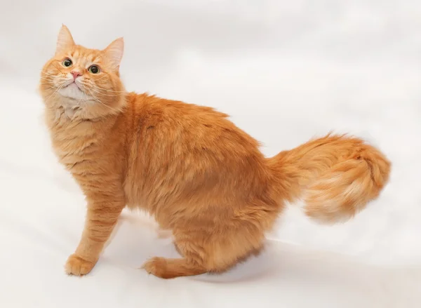 Piros bolyhos macska van értékű látszó- — Stock Fotó