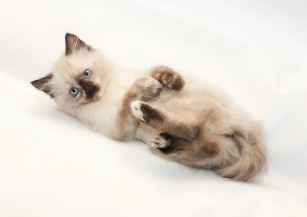 인감 피곤 하 고 그의 뒤에 누워 파란 눈을 가진 고양이 가리킨 — 스톡 사진