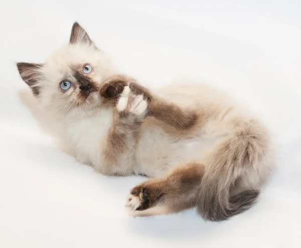 Mühür arka pençe yalama, mavi gözlü yavru kedi üzerine gelin. — Stok fotoğraf