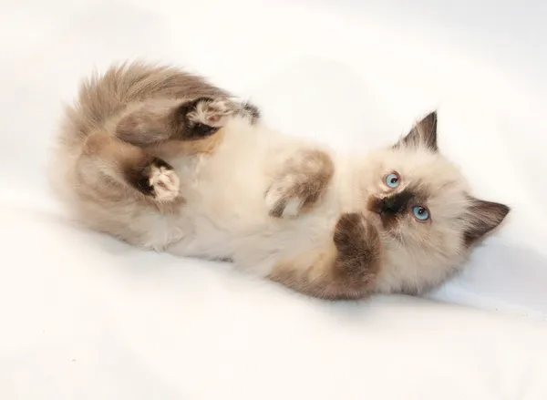 Punto de sellado gatito con ojos azules cayó, con sus patas —  Fotos de Stock