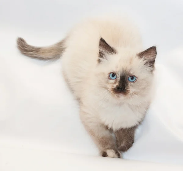 Котенок с голубыми глазами, сложенными передними лапами. — стоковое фото
