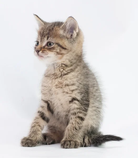 Striped fluffy kitten sitting looking away — Stock Photo, Image