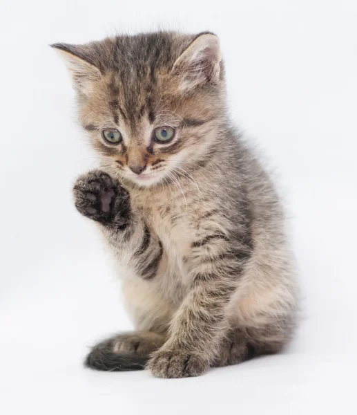 Rayas esponjoso gatito lava la pata —  Fotos de Stock