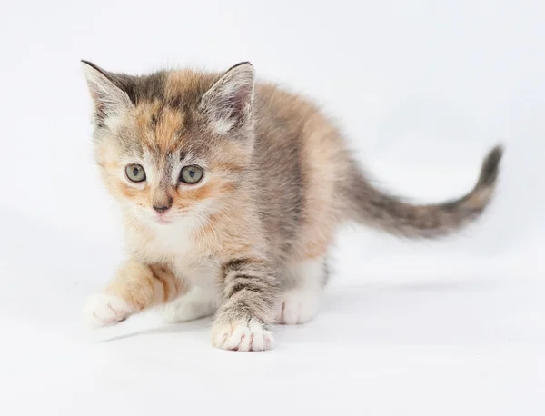 Üç renkli kedi yavrusu, dikkatli bir şekilde kaldırdı ön pençe gizlice — Stok fotoğraf