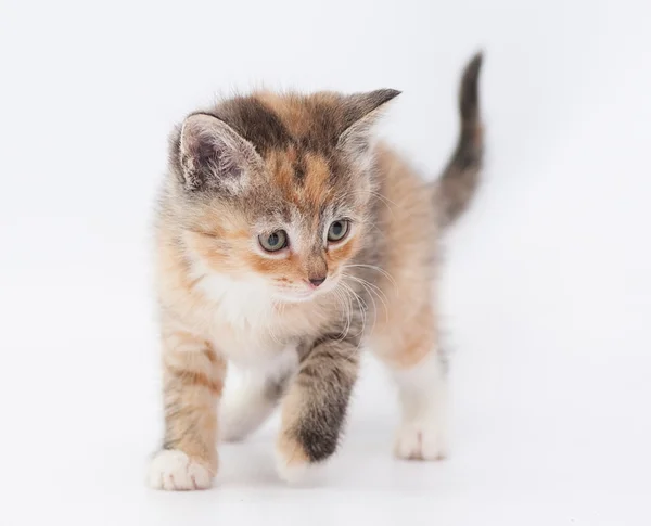 Tricolor anak kucing hati-hati menyelinap berpaling — Stok Foto