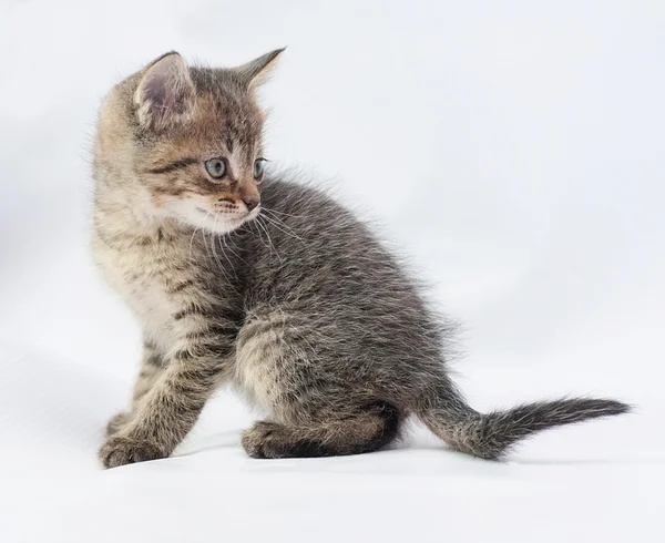 Striped fluffy kitten turned to run — Stock Photo, Image