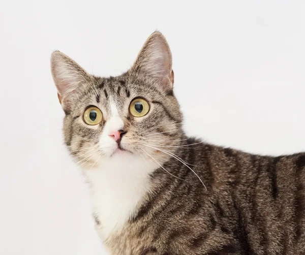 Tabby cat with yellow eyes and white nose stares — Stock Photo, Image