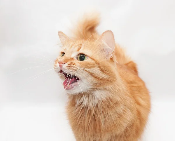 Gato rojo silba irritablemente — Foto de Stock
