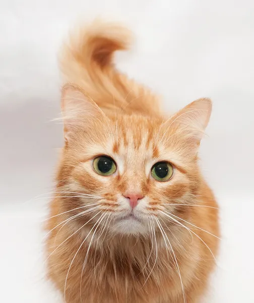 楽しみに白い背景の赤い猫 — ストック写真