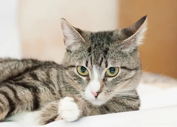 Tabby cat with yellow eyes and white nose — Stock Photo, Image