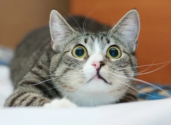 Tabby cat with yellow eyes and white nose crouched — Stock Photo, Image