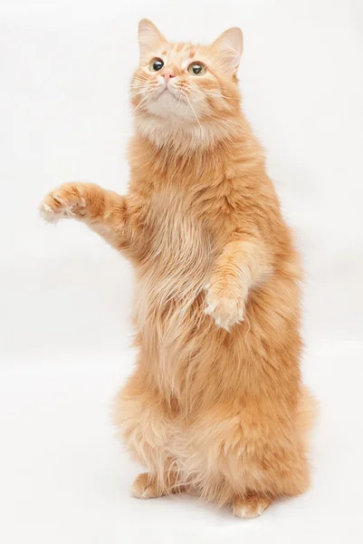 Rote Katze steht und balanciert auf ihren Hinterbeinen — Stockfoto