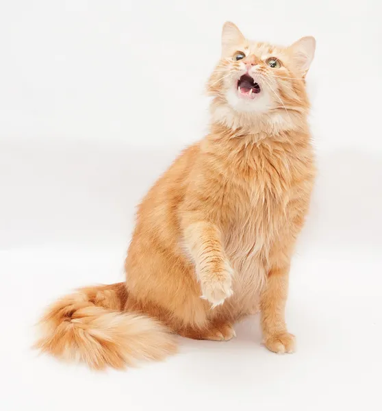 Gato esponjoso con ojos verdes maúlla en voz alta, abrió la boca — Foto de Stock