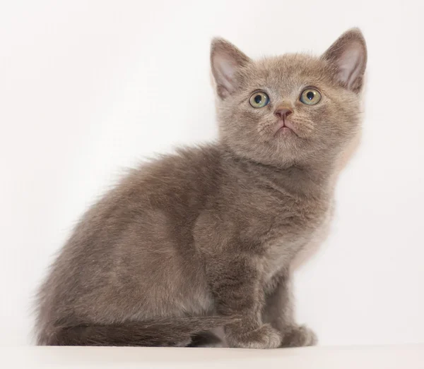 Pequeña gatita escocesa recta sentado y mirando hacia arriba — Foto de Stock