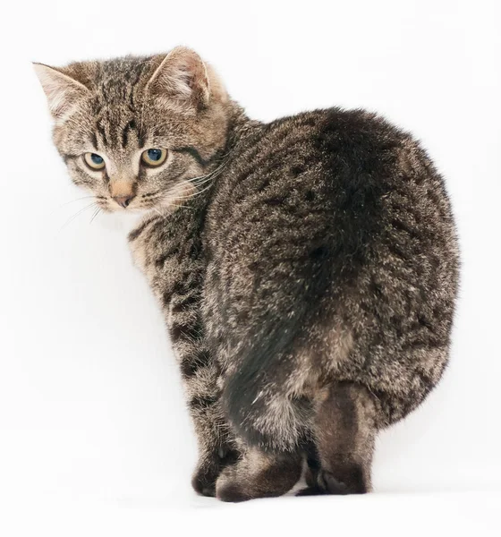 Small smooth coat tabby kitten standing and looking up — Stock Photo, Image