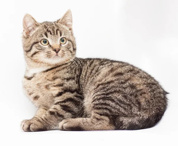 Pequeño suave capa tabby gatito mintiendo y mirando hacia arriba —  Fotos de Stock