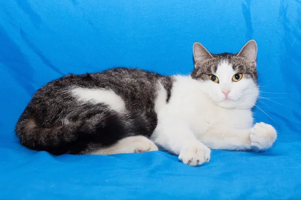 Biały kot z szare plamy i żółte oczy, leżącego — Zdjęcie stockowe