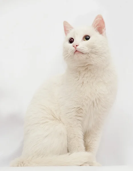 Chat blanc aux yeux de différentes couleurs, bleu et vert, assis — Photo