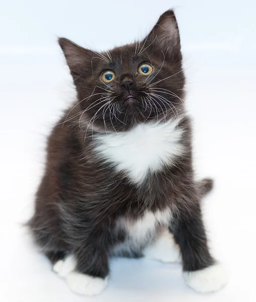 Gatinho preto e branco com olhos amarelos se senta ansiosamente olhando u — Fotografia de Stock