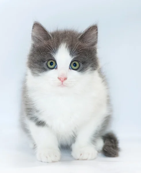 Bílé kotě s šedými skvrnami a zelené oči sedí — Stock fotografie