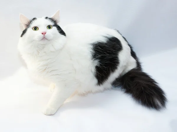 Tjock vit katt med svarta fläckar fearfully sitter — Stockfoto