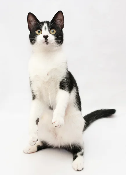 Wit met een zwarte kitten staande op achterpoten — Stockfoto