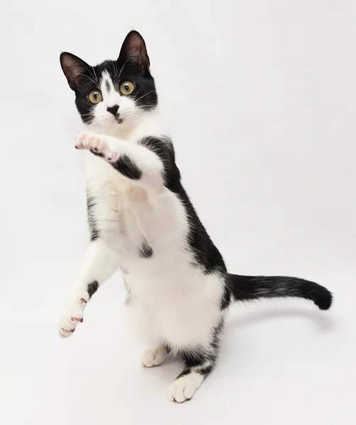 Blanco con un gatito negro jugando pata extendida — Foto de Stock