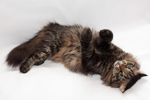 Siberian striped cat lying paws up — Stock Photo, Image