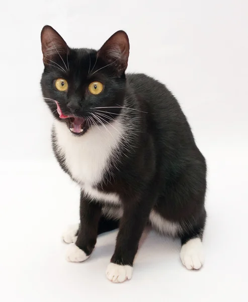 Black cat with white shirt front and yellow eyes sitting licking — Stock Photo, Image