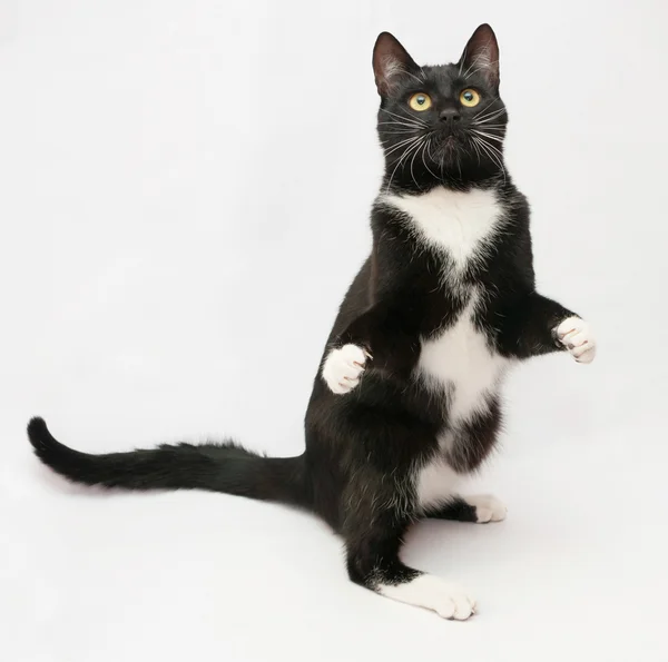 Gato preto com camisa branca frente e olhos amarelos em pé no queixo — Fotografia de Stock