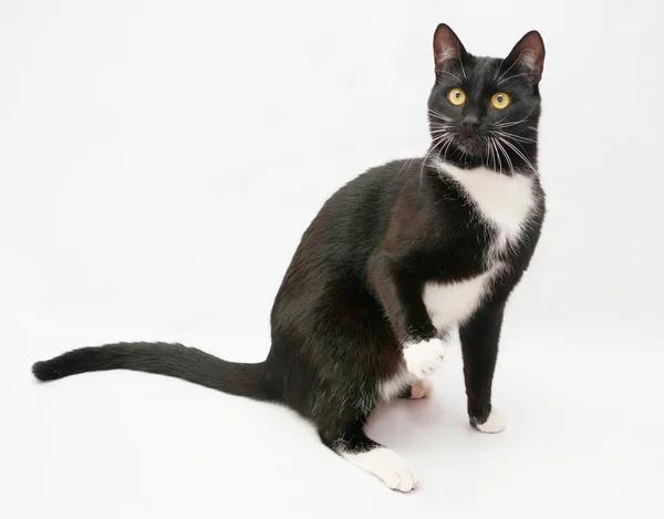 Czarny kot z przodu białą koszulę i żółte oczy siedząc, throwi — Zdjęcie stockowe