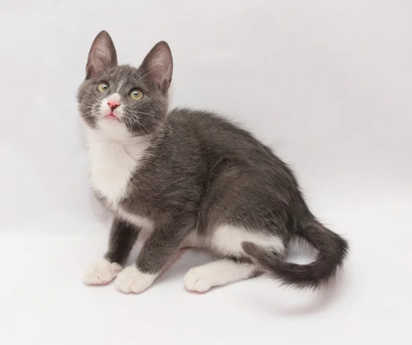 Gatito gris con manchas blancas y ojos amarillos se sienta ansioso mira —  Fotos de Stock