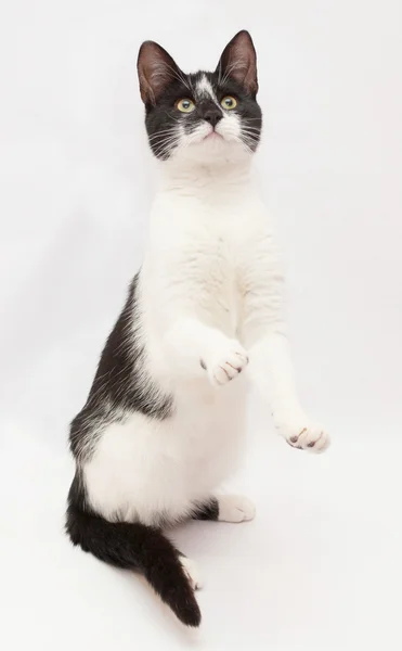 Chat blanc avec des taches noires et des yeux jaunes debout sur son derrière — Photo