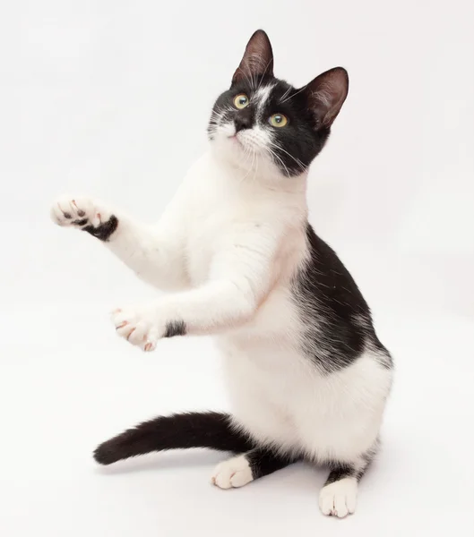 White cat with black spots and yellow eyes dancing, standing on — Stock Photo, Image