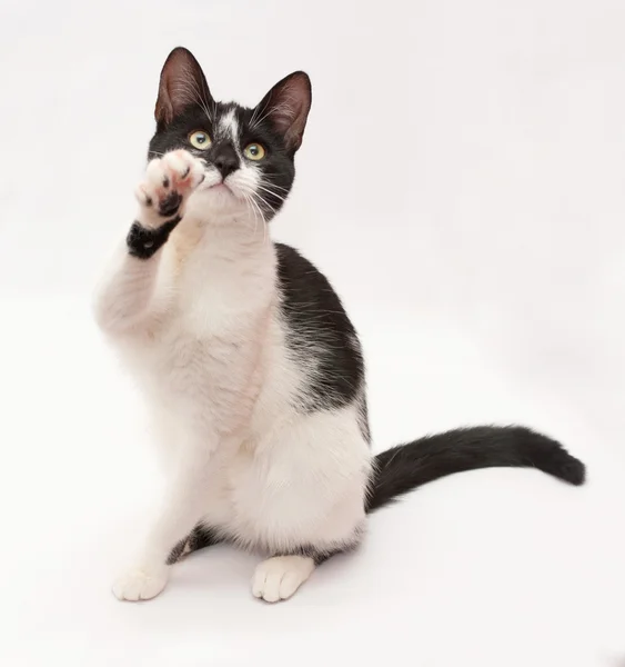 Gatto bianco con macchie nere e occhi gialli seduto sul dorso l — Foto Stock