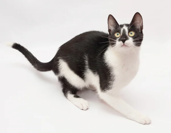 Gato blanco con manchas negras y ojos amarillos se prepara para saltar —  Fotos de Stock